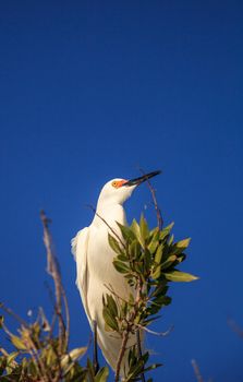 Snowy egret Egretta thula bird hunts for fish in the ocean at Delnor-Wiggins Pass State Park in Naples, Florida