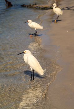 Snowy egret Egretta thula bird hunts for fish in the ocean at Delnor-Wiggins Pass State Park in Naples, Florida