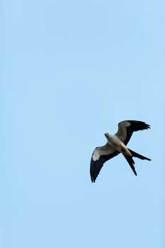 Swallow-tailed kite builds a nest in the Corkscrew Swamp Sanctuary of Naples, Florida