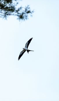 Swallow-tailed kite builds a nest in the Corkscrew Swamp Sanctuary of Naples, Florida