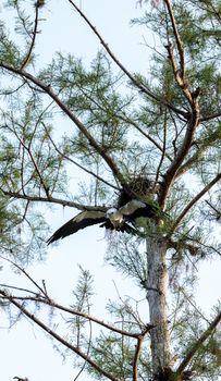 Swallow-tailed kite builds a nest in the Corkscrew Swamp Sanctuary of Naples, Florida