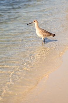 Willet shorebird Tringa semipalmata along the shore of Clam Pass in Naples, Florida in the morning.