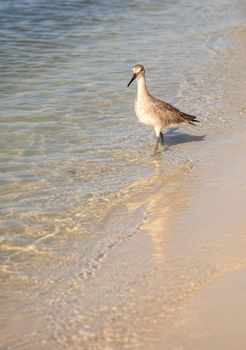 Willet shorebird Tringa semipalmata along the shore of Clam Pass in Naples, Florida in the morning.