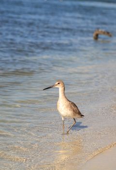 Willet shorebird Tringa semipalmata along the shore of Clam Pass in Naples, Florida in the morning.