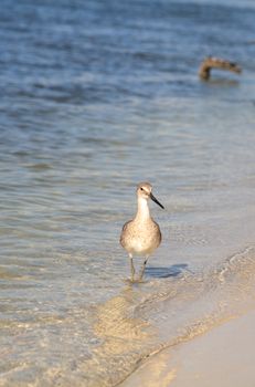 Willet shorebird Tringa semipalmata along the shore of Clam Pass in Naples, Florida in the morning.