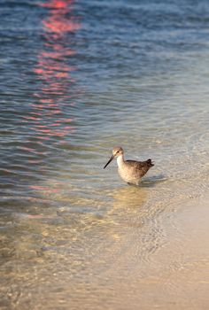 Willet shorebird Tringa semipalmata along the shore of Clam Pass in Naples, Florida in the morning.