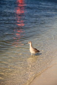 Willet shorebird Tringa semipalmata along the shore of Clam Pass in Naples, Florida in the morning.