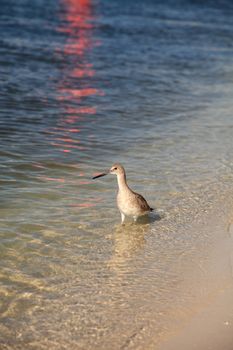 Willet shorebird Tringa semipalmata along the shore of Clam Pass in Naples, Florida in the morning.