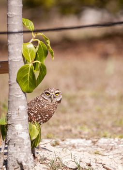 Burrowing owl Athene cunicularia perched outside its burrow on Marco Island, Florida