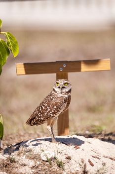 Burrowing owl Athene cunicularia perched outside its burrow on Marco Island, Florida