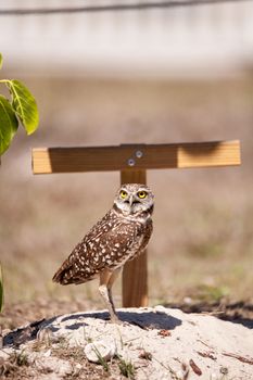 Burrowing owl Athene cunicularia perched outside its burrow on Marco Island, Florida