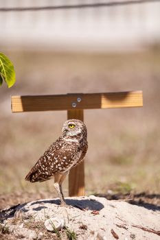 Burrowing owl Athene cunicularia perched outside its burrow on Marco Island, Florida