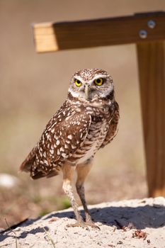 Burrowing owl Athene cunicularia perched outside its burrow on Marco Island, Florida