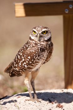 Burrowing owl Athene cunicularia perched outside its burrow on Marco Island, Florida