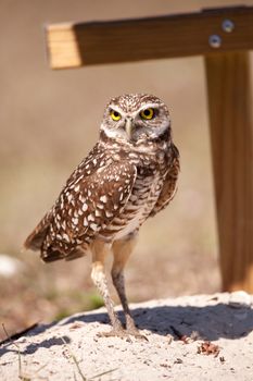 Burrowing owl Athene cunicularia perched outside its burrow on Marco Island, Florida