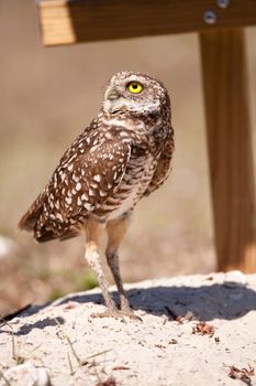 Burrowing owl Athene cunicularia perched outside its burrow on Marco Island, Florida