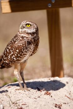 Burrowing owl Athene cunicularia perched outside its burrow on Marco Island, Florida