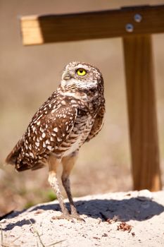 Burrowing owl Athene cunicularia perched outside its burrow on Marco Island, Florida