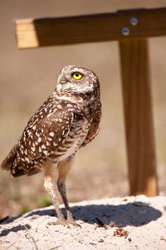 Burrowing owl Athene cunicularia perched outside its burrow on Marco Island, Florida