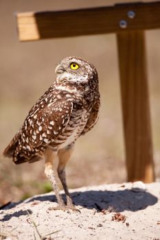 Burrowing owl Athene cunicularia perched outside its burrow on Marco Island, Florida