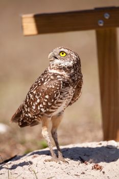 Burrowing owl Athene cunicularia perched outside its burrow on Marco Island, Florida