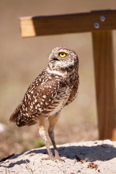 Burrowing owl Athene cunicularia perched outside its burrow on Marco Island, Florida