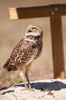 Burrowing owl Athene cunicularia perched outside its burrow on Marco Island, Florida