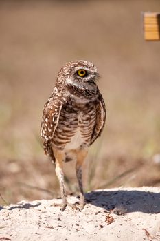 Burrowing owl Athene cunicularia perched outside its burrow on Marco Island, Florida