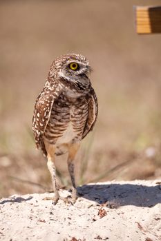 Burrowing owl Athene cunicularia perched outside its burrow on Marco Island, Florida