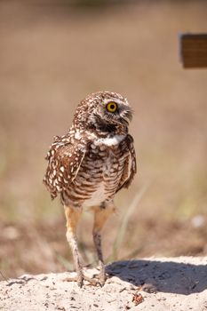 Burrowing owl Athene cunicularia perched outside its burrow on Marco Island, Florida