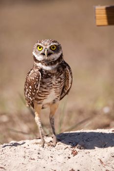 Burrowing owl Athene cunicularia perched outside its burrow on Marco Island, Florida