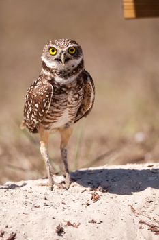 Burrowing owl Athene cunicularia perched outside its burrow on Marco Island, Florida