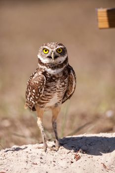 Burrowing owl Athene cunicularia perched outside its burrow on Marco Island, Florida