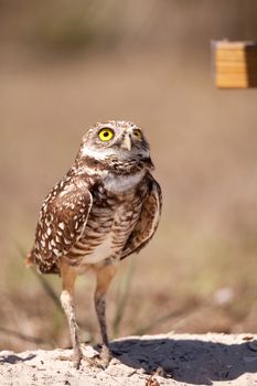 Burrowing owl Athene cunicularia perched outside its burrow on Marco Island, Florida