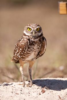 Burrowing owl Athene cunicularia perched outside its burrow on Marco Island, Florida