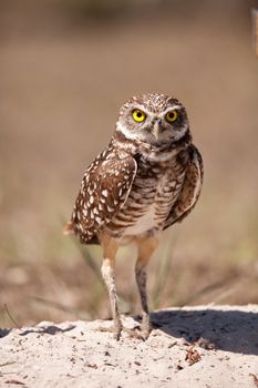 Burrowing owl Athene cunicularia perched outside its burrow on Marco Island, Florida