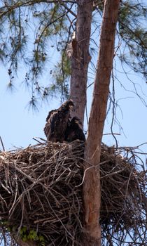 Juvenile bald eagle birds Haliaeetus leucocephalus in a nest on Marco Island, Florida in the winter.