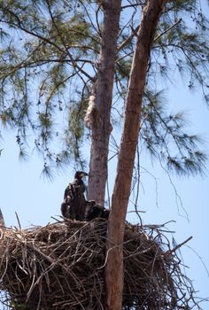 Juvenile bald eagle birds Haliaeetus leucocephalus in a nest on Marco Island, Florida in the winter.