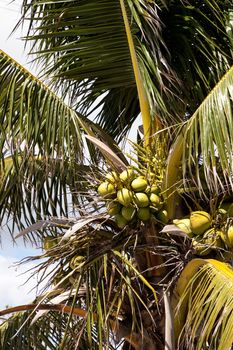 Royal palm tree with coconuts clustered among the palm fronds on Marco Island, Florida