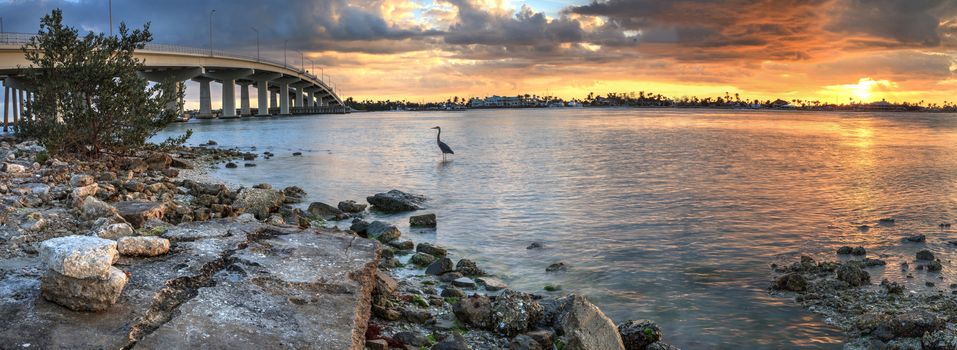 Great blue heron Ardea herodias stands in the water as the sun sets over the bridge roadway that journeys onto Marco Island, Florida.