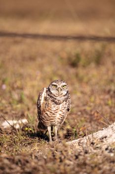 Burrowing owl Athene cunicularia perched outside its burrow on Marco Island, Florida