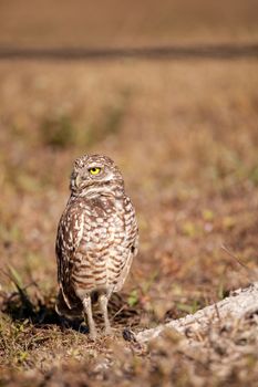 Burrowing owl Athene cunicularia perched outside its burrow on Marco Island, Florida