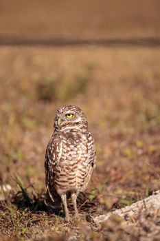 Burrowing owl Athene cunicularia perched outside its burrow on Marco Island, Florida