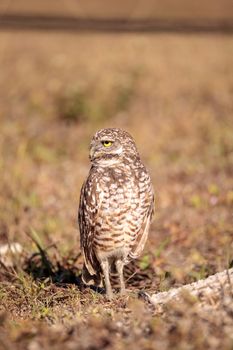 Burrowing owl Athene cunicularia perched outside its burrow on Marco Island, Florida