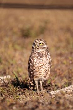 Burrowing owl Athene cunicularia perched outside its burrow on Marco Island, Florida