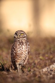 Burrowing owl Athene cunicularia perched outside its burrow on Marco Island, Florida