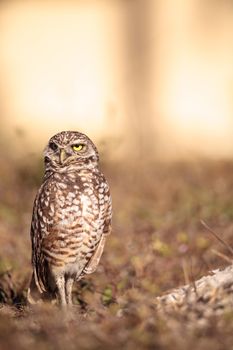 Burrowing owl Athene cunicularia perched outside its burrow on Marco Island, Florida