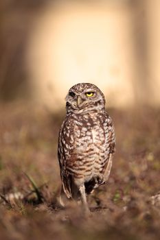 Burrowing owl Athene cunicularia perched outside its burrow on Marco Island, Florida