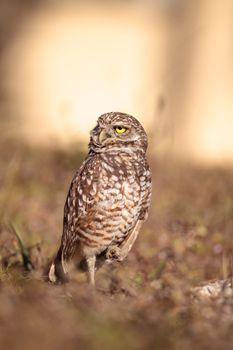 Burrowing owl Athene cunicularia perched outside its burrow on Marco Island, Florida