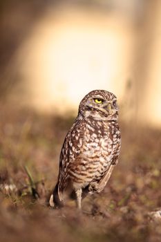 Burrowing owl Athene cunicularia perched outside its burrow on Marco Island, Florida